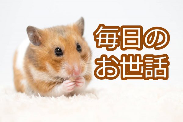 ハムスターの飼い方・育て方 - F4779aa71eb67DD727f71c7a160ea572 600x400