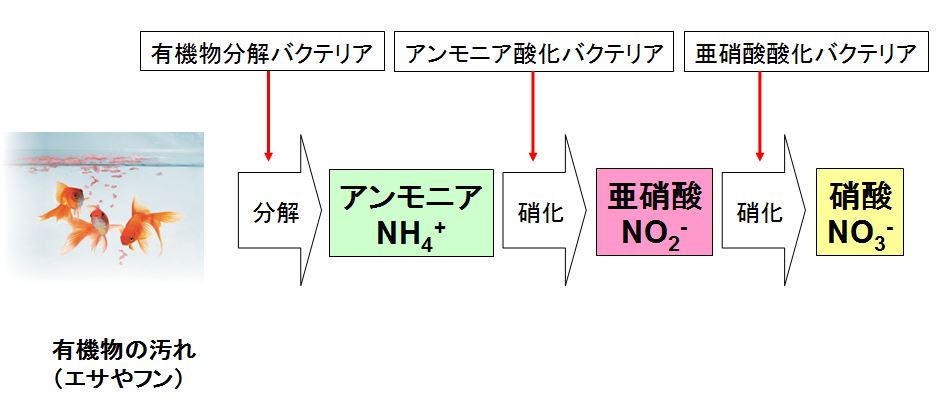 水槽の水汚れに！ハイブリッドバクテリア