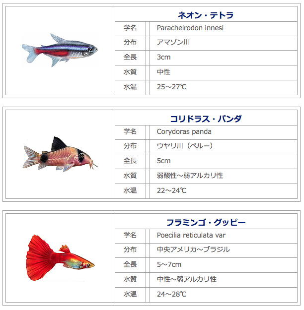 新しく始める！アクアのある生活 観賞魚の選び方