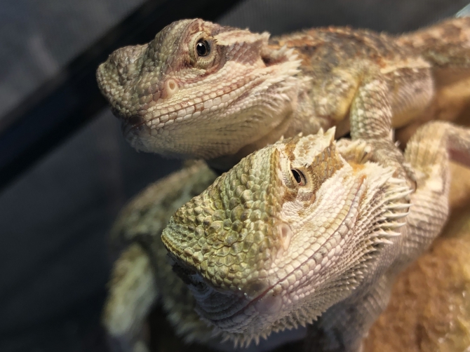 コオロギを見つめる熱い眼差し（フトアゴヒゲトカゲ レッド ノーマル）Reptiles Life みんなのレプタイル | 爬虫類用品 ・エキゾテラのジェックス