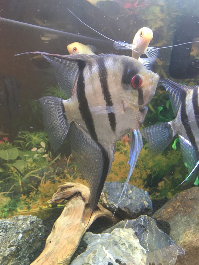 エンゼルフィッシュの飼い方教えます！！（熱帯魚 エンゼルフィッシュ