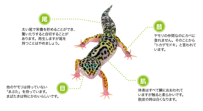 レオパ ヒョウモントカゲモドキ とは 爬虫類 両生類 飼育用品 エキゾテラ ジェックス株式会社