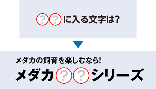 在庫処分セール めだか様専用 購入できません 注意 5cce5e 完売品 Www Cfscr Com