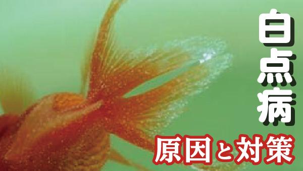 金魚の体に白い点が 白点病の原因や治療法について解説します